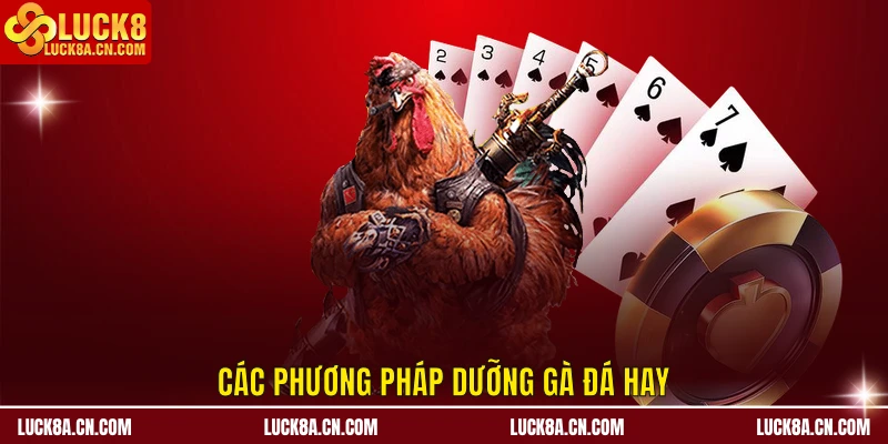 Các phương pháp dưỡng gà đá hay